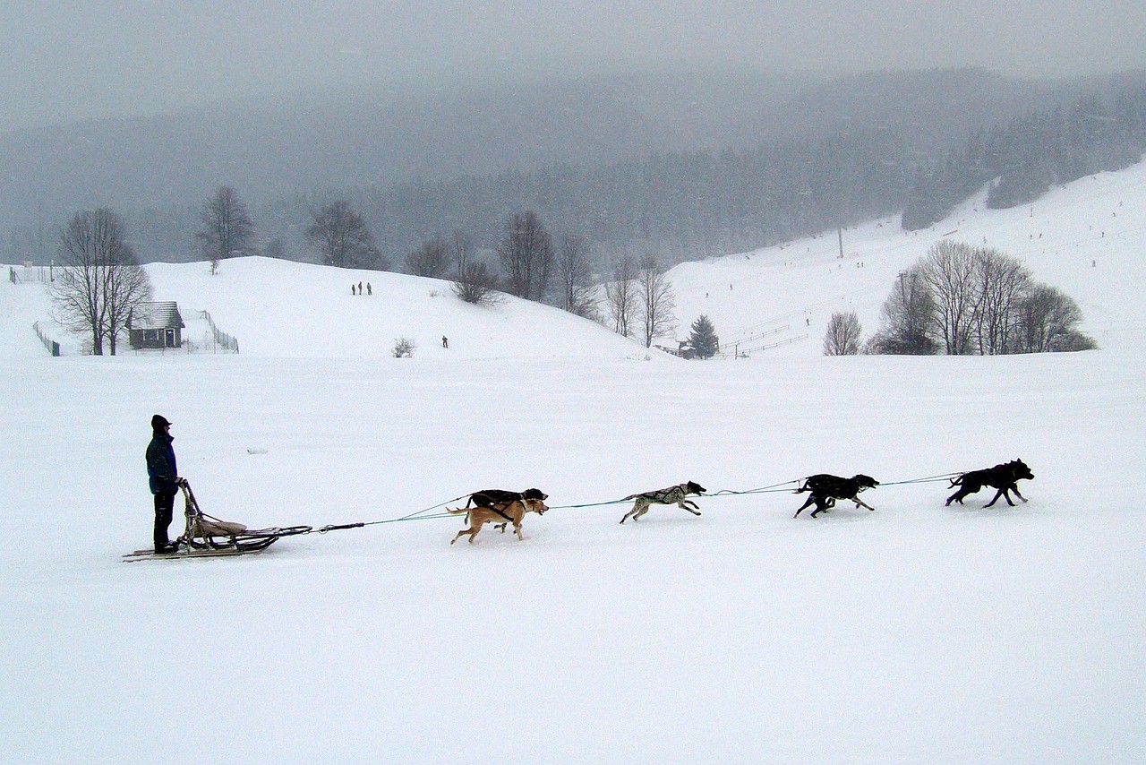 dog sledding for teams